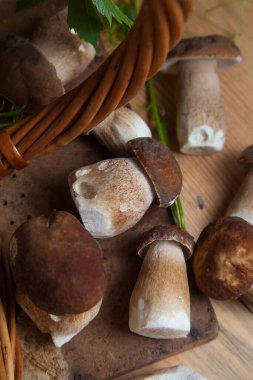 Yenebilir orman mantarları. Toplanan yabani Porcini mantarları (cep, porcino veya kral bolete, genellikle boletus edulis olarak adlandırılır) arasından güzel porcini mantarları, mantarlı sepet ve yabani üzüm yaprakları arasında seçici bir odak noktası