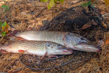 Balıkçılık konsepti, ganimet avı. Lucius 'un sudan net olarak çıkarıldığı bilinen iki büyük tatlı su mızrağı balığı. Tatlı su Kuzey turnabalığı Esox Lucius olarak bilinir ve sarı yapraklar üzerinde balıkçılık ekipmanları..