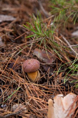 Boletus badius, imleria badia ya da körfez bolete 'nin sonbahar çam ağacı ormanlarında büyümesini yakından izleyin. Yenilebilir ve gözenekli mantarların kadife rengi kahverengi veya kestane rengi başlıkları vardır.