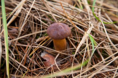 Boletus badius, imleria badia ya da Bay Bolete 'nin sonbahar mevsiminde yosun ve kuru yaprakların arasında büyümesini yakından izleyin. Yenilebilir ve gözenekli mantarların kadife rengi kahverengi veya kestane rengi başlıkları vardır.