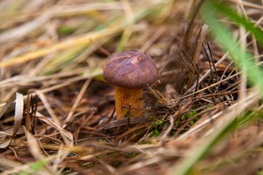 Boletus badius, imleria badia ya da Bay Bolete 'nin sonbahar mevsiminde yosun ve kuru yaprakların arasında büyümesini yakından izleyin. Yenilebilir ve gözenekli mantarların kadife rengi kahverengi veya kestane rengi başlıkları vardır.