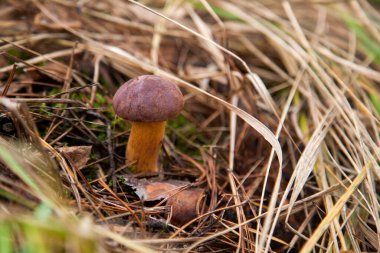 Boletus badius, imleria badia ya da Bay Bolete 'nin sonbahar mevsiminde yosun ve kuru yaprakların arasında büyümesini yakından izleyin. Yenilebilir ve gözenekli mantarların kadife rengi kahverengi veya kestane rengi başlıkları vardır.