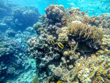 Mercan resifinde Heniochus Ara Suyu olarak bilinen Kızıl Deniz sancak balığı. Mercanlar ve tropikal balıklarla dolu su altı yaşamı. Kızıl Deniz 'deki Mercan Resifi, Mısır