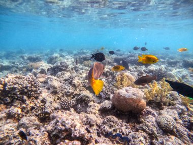 Renkli tropik Hipposcarus uzun kolları ya da mercan resiflerinde su altında Hipposcarus Harid olarak bilinen Papağan Balığı. Mercanlar ve tropikal balıklarla dolu su altı yaşamı. Kızıl Deniz 'deki Mercan Resifi, Mısır