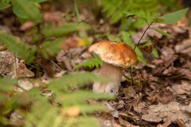 Boletus edulis (cep, porcino veya kral bolete, genellikle Porcini mantarı olarak bilinir), sonbahar mevsiminde orman zemininde yosun, yeşil çimen ve düşen yapraklar arasında yetişir.