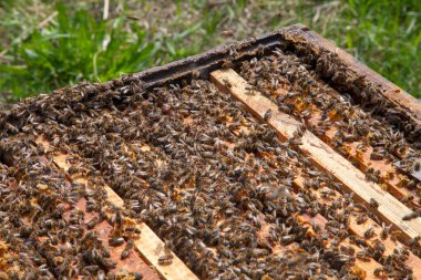 Arı kovanının çerçeveleri. Bal arılarının oluşturduğu çerçeveleri gösteren açılan kovan gövdesinin yakından görünümü