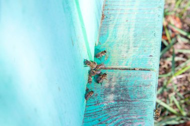 Arı kovanının çerçeveleri. Apiary'deki eski arı kovanının girişinde bir sürü arı var. Meşgul arılar, dokulu eski kalas üzerinde çalışan arıların yakından görünümü