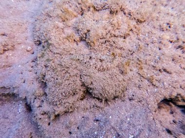 Bothus pantherinus olarak bilinen Panter balığının mercan resifindeki kum üzerindeki su altı görüntüsünü yakından izleyin. Mercanlar ve tropikal balıklarla dolu su altı yaşamı. Kızıl Deniz 'deki Mercan Resifi, Mısır