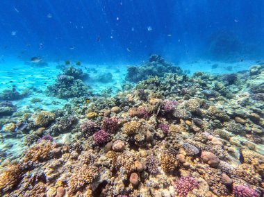 Sualtı panoramik mercan resifleri tropikal balıklar, deniz yosunları ve Mısır 'daki mercanlar. Acropora gemmifera ve Hood mercanı ya da Pürüzsüz karnabahar mercanı (Stylophora pistillata), Lobophyllia hemprichii, Acropora hemprichii veya Pristine Stag