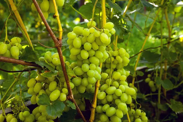 Bunch of green grapes hanging on grapes bush in a vineyard. Close up view of bunch green grapes hanging in garden