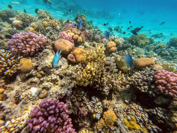 stock image Underwater panoramic view of coral reef with tropical fish, seaweeds and corals at the Red Sea, Egypt. Acropora gemmifera and Hood coral or Smooth cauliflower coral (Stylophora pistillata), Lobophyllia hemprichii, Acropora hemprichii or Pristine Stag