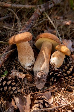 Vahşi doğada Boletus mantarları. Porcini mantar yığını (Sepet, porcino veya kral bolete, genellikle Boletus edulis olarak bilinir), sonbahar mevsiminde yosun ve kuru yaprakların arasında çam ağacı orman zemininde bulunur. Yenebilir orman mantarları..