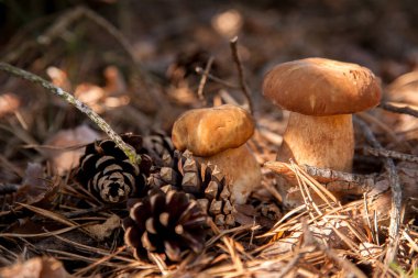 Vahşi doğada iki Boletus mantarı. Porcini mantarları (Sepet, porcino veya kral bolete, genellikle boletus edulis olarak adlandırılır) sonbahar mevsiminde yosun ve kuru yaprakların arasında çam ağacı ormanlarında bulunur.