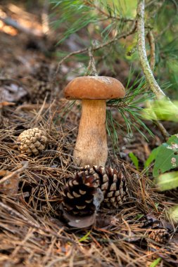 Vahşi doğada tek Boletus mantarı. Porcini mantarı (Sepet, porcino veya kral bolete, genellikle boletus edulis olarak bilinir) sonbahar mevsiminde çam ağacı ormanlarında yosun ve kuru yapraklar arasında yetişir.