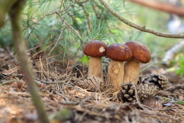 Vahşi doğada üçlü Boletus mantarı. Porcini mantarı (Sepet, porcino veya kral bolete, genellikle boletus edulis olarak adlandırılır) sonbahar mevsiminde yosun ve kuru yaprakların arasında çam ağacı ormanlarında bulunur.