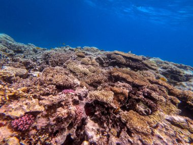 Sualtı panoramik mercan resifleri tropikal balıklar, deniz yosunları ve Mısır 'daki mercanlar. Acropora gemmifera ve Hood mercanı ya da Pürüzsüz karnabahar mercanı (Stylophora pistillata), Lobophyllia hemprichii, Acropora hemprichii veya Pristine Stag