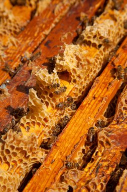 Arı kovanının çerçeveleri. Bal arılarının oluşturduğu çerçeveleri gösteren açılan kovan gövdesinin yakından görünümü