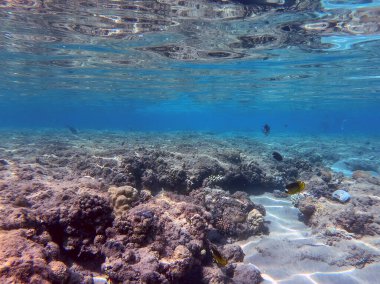Sualtı panoramik mercan resifleri tropikal balıklar, deniz yosunları ve Mısır 'daki mercanlar. Acropora gemmifera ve Hood mercanı ya da Pürüzsüz karnabahar mercanı (Stylophora pistillata), Lobophyllia hemprichii, Acropora hemprichii veya Pristine Stag
