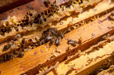 Arı kovanının çerçeveleri. Bal arılarının oluşturduğu çerçeveleri gösteren açılan kovan gövdesinin yakından görünümü
