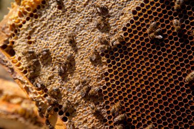 Tatlı ballı arı kovanından alınan bir arı kovanının çerçeveleri. Tatlı bal için açık ve mühürlü hücreleri olan sarı bal peteğinde meşgul arılar. Arı balı güzel kahverengi bal peteğinde toplandı.