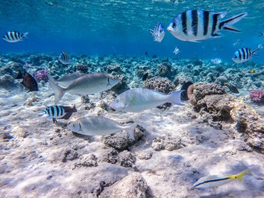 Sargo sürüsü ya da mercan resifinde su altında Diplodus Sargus balığı olarak bilinen Beyaz Deniz balığı sürüsü. Mercanlar ve tropikal balıklarla dolu su altı yaşamı. Kızıl Deniz 'deki Mercan Resifi, Mısır
