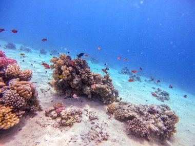 Sualtı panoramik mercan resifinin Lyretail anthias sürüsü (Pseudanthias squamipinnis) ve diğer tropikal balık türleri, deniz yosunları ve mercanlar ile Kızıl Deniz, Mısır. Acropora gemmifera ve Hood mercanı veya Pürüzsüz karnabahar mercanı (Stylophora 