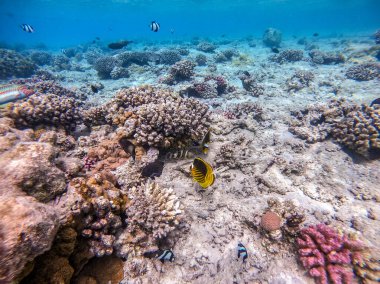 Mercan resifinde suyun altında Chaetodon fasciatus olarak bilinen tropikal Diagonal ya da rakun kelebeği. Mercanlar ve tropikal balıklarla dolu su altı yaşamı. Kızıl Deniz 'deki Mercan Resifi, Mısır