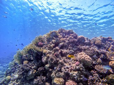 Sualtı panoramik mercan resifleri tropikal balıklar, deniz yosunları ve Mısır 'daki mercanlar. Acropora gemmifera ve Hood mercanı ya da Pürüzsüz karnabahar mercanı (Stylophora pistillata), Lobophyllia hemprichii, Acropora hemprichii veya Pristine Stag