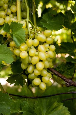 Üzüm bağında asılmış bir demet yeşil üzüm. Bahçede asılı bir demet yeşil üzümün yakın görüntüsü