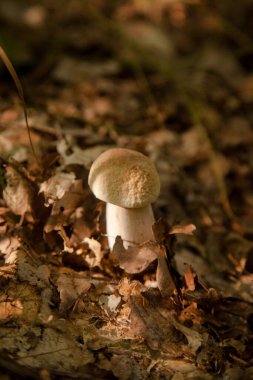 Boletus edulis (cep, porcino veya kral bolete, genellikle Porcini mantarı olarak bilinir) sonbahar mevsiminde orman zemininde yosun ve kuru yapraklar arasında yetişir.