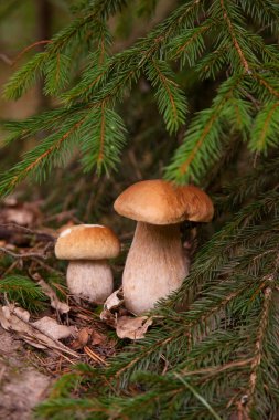 Vahşi doğada iki mantar. Porcini mantarları (Sepet, porcino veya kral bolete, genellikle boletus edulis olarak adlandırılır) sonbahar çam ağacı ormanlarında yetişir.