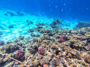 Sualtı panoramik mercan resifleri tropikal balıklar, deniz yosunları ve Mısır 'daki mercanlar. Acropora gemmifera ve Hood mercanı ya da Pürüzsüz karnabahar mercanı (Stylophora pistillata), Lobophyllia hemprichii, Acropora hemprichii veya Pristine Stag