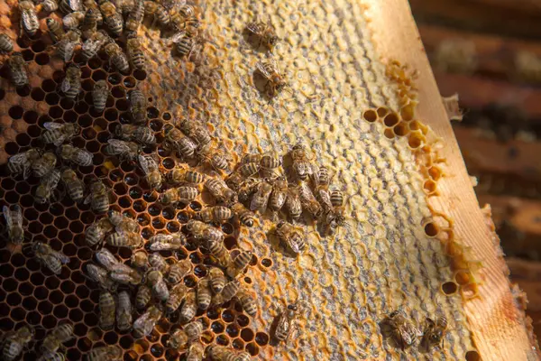 Frames of a beehive. Busy bees inside the hive with open and sealed cells for their young. Birth of o a young bees. Close up showing some animals and honeycomb structure