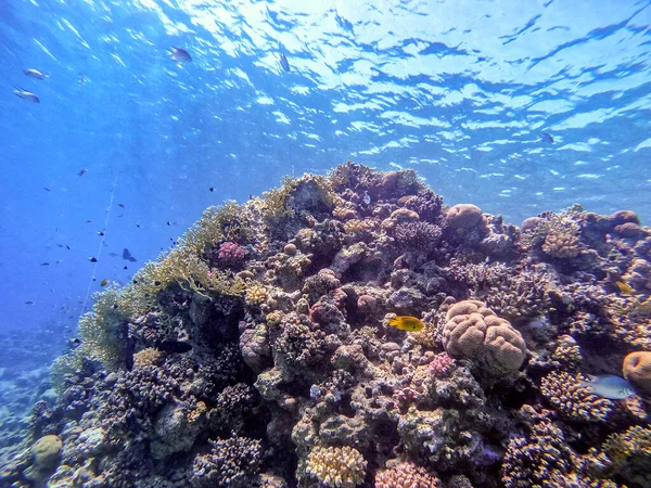 Underwater panoramic view of coral reef with tropical fish, seaweeds and corals at the Red Sea, Egypt. Acropora gemmifera and Hood coral or Smooth cauliflower coral (Stylophora pistillata), Lobophyllia hemprichii, Acropora hemprichii or Pristine Stag
