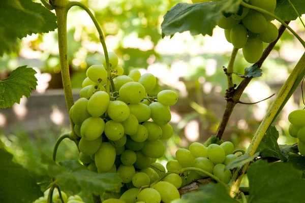 Bunch of green grapes hanging on grapes bush in a vineyard. Close up view of bunch green grapes hanging in garden
