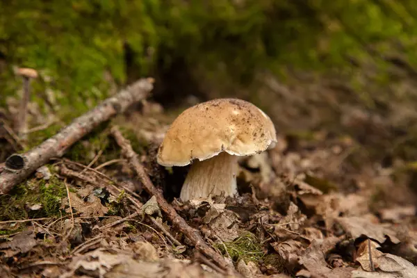 Boletus edulis (cep, porcino veya kral bolete, genellikle Porcini mantarı olarak bilinir) sonbahar mevsiminde orman zemininde yosun ve kuru yapraklar arasında yetişir.