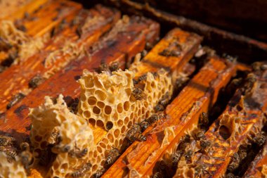 Arı kovanının çerçeveleri. Bal arılarının oluşturduğu çerçeveleri gösteren açılan kovan gövdesinin yakından görünümü