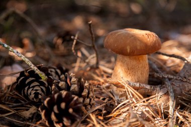 Vahşi doğada tek Boletus mantarı. Porcini mantarı (Sepet, porcino veya kral bolete, genellikle boletus edulis olarak bilinir) sonbahar mevsiminde çam ağacı ormanlarında yosun ve kuru yapraklar arasında yetişir.