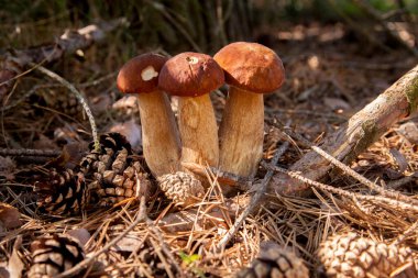 Vahşi doğada üçlü Boletus mantarı. Porcini mantarı (Sepet, porcino veya kral bolete, genellikle boletus edulis olarak adlandırılır) sonbahar mevsiminde yosun ve kuru yaprakların arasında çam ağacı ormanlarında bulunur.