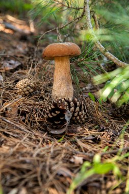 Vahşi doğada tek Boletus mantarı. Porcini mantarı (Sepet, porcino veya kral bolete, genellikle boletus edulis olarak bilinir) sonbahar mevsiminde çam ağacı ormanlarında yosun ve kuru yapraklar arasında yetişir.
