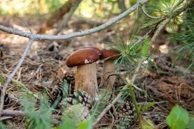 Vahşi doğada üçlü Boletus mantarı. Porcini mantarı (Sepet, porcino veya kral bolete, genellikle boletus edulis olarak adlandırılır) sonbahar mevsiminde yosun ve kuru yaprakların arasında çam ağacı ormanlarında bulunur.