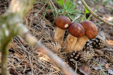 Vahşi doğada üçlü Boletus mantarı. Porcini mantarı (Sepet, porcino veya kral bolete, genellikle boletus edulis olarak adlandırılır) sonbahar mevsiminde yosun ve kuru yaprakların arasında çam ağacı ormanlarında bulunur.