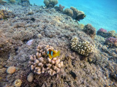 Mercan resiflerindeki renkli tropikal balık Kızıl Deniz palyaçosu balığı veya amfiprion bicinctus 'a (Amphiprion Inae) yakından bakın. Mercanlar ve tropikal balıklarla dolu su altı yaşamı. Kızıl Deniz 'deki Mercan Resifi, Mısır