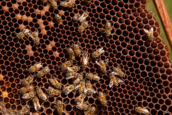 Bee queen in beehive. Queen bee in a beehive laying eggs supported by worker bees. Mistress bee colonies. Queen bee surrounded by her workers.