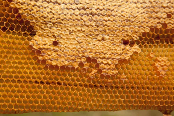 Honeycomb with sweet honey as background. Yellow honeycomb just taken from beehive with sweet honey. Bee honey collected in the beautiful yellow honeycomb