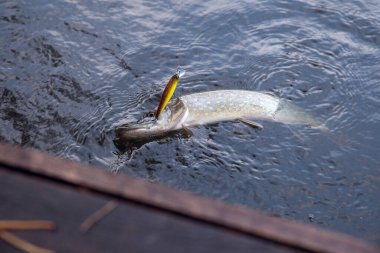 Tatlı su Kuzey pike balık yem içinde ağız Lirası su ile Esox Lucius biliyor yakaladın. Kavram balıkçılık, iyi catch - ağız büyük pike akan suyun içinde damla ile açın