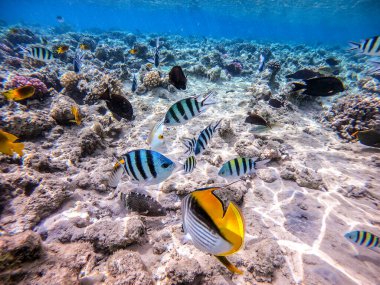 Balıkların farklı türleri - yelken tang veya Desjardin 'in yelken yüzgeci tang, Hipposcarus longiceps veya Uzun Burunlu Parrotfish, Rhinecanthus suikast balığı veya Picasso tetikleyici, Birdmouth wrasse, Klunzinger' s wrasse ve diğer tropikal balıklar