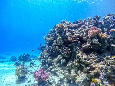 Sualtı panoramik mercan resifleri tropikal balıklar, deniz yosunları ve Mısır 'daki mercanlar. Acropora gemmifera ve Hood mercanı ya da Pürüzsüz karnabahar mercanı (Stylophora pistillata), Lobophyllia hemprichii, Acropora hemprichii veya Pristine Stag