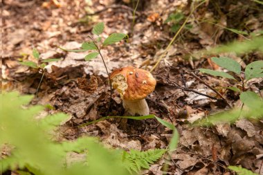 Boletus edulis (cep, porcino veya kral bolete, genellikle Porcini mantarı olarak bilinir), sonbahar mevsiminde orman zemininde yosun, yeşil çimen ve düşen yapraklar arasında yetişir.