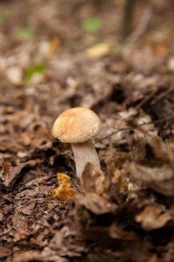 Boletus edulis (cep, porcino veya kral bolete, genellikle Porcini mantarı olarak bilinir) sonbahar mevsiminde orman zemininde yosun ve kuru yapraklar arasında yetişir.